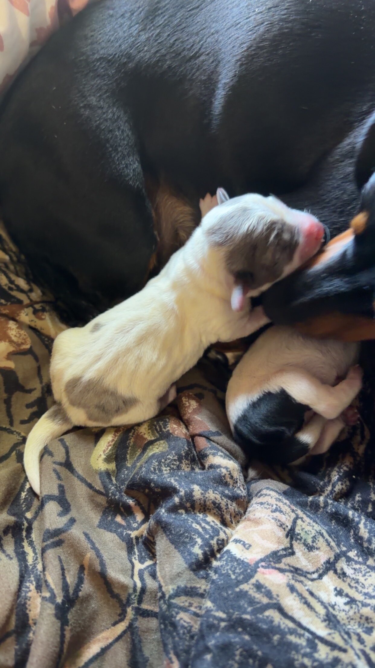 Mini dachshunds image 1