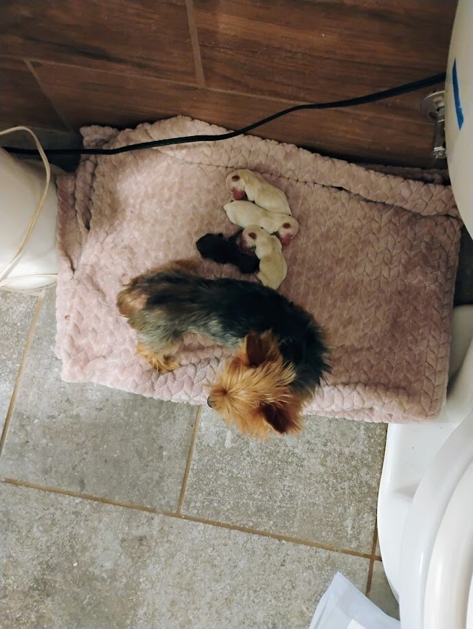 Toy yorkies image 1