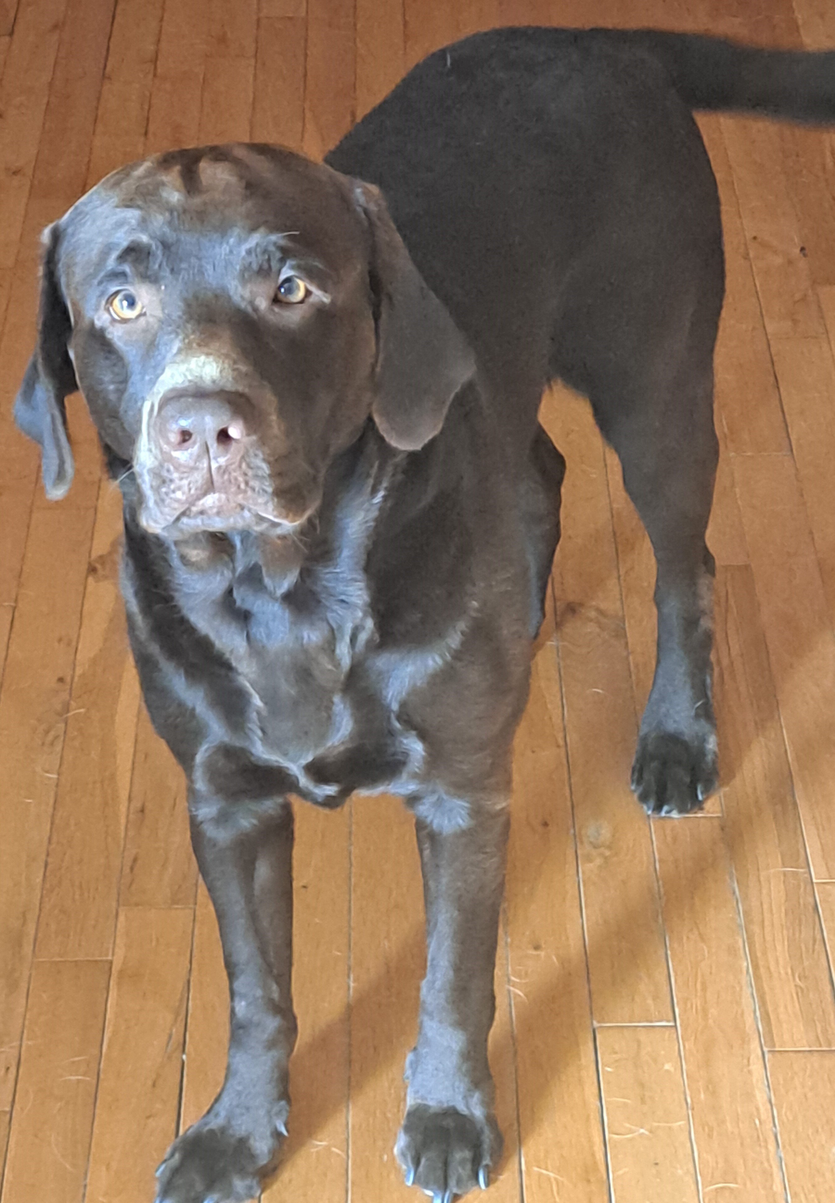 Adult Labradors image 2