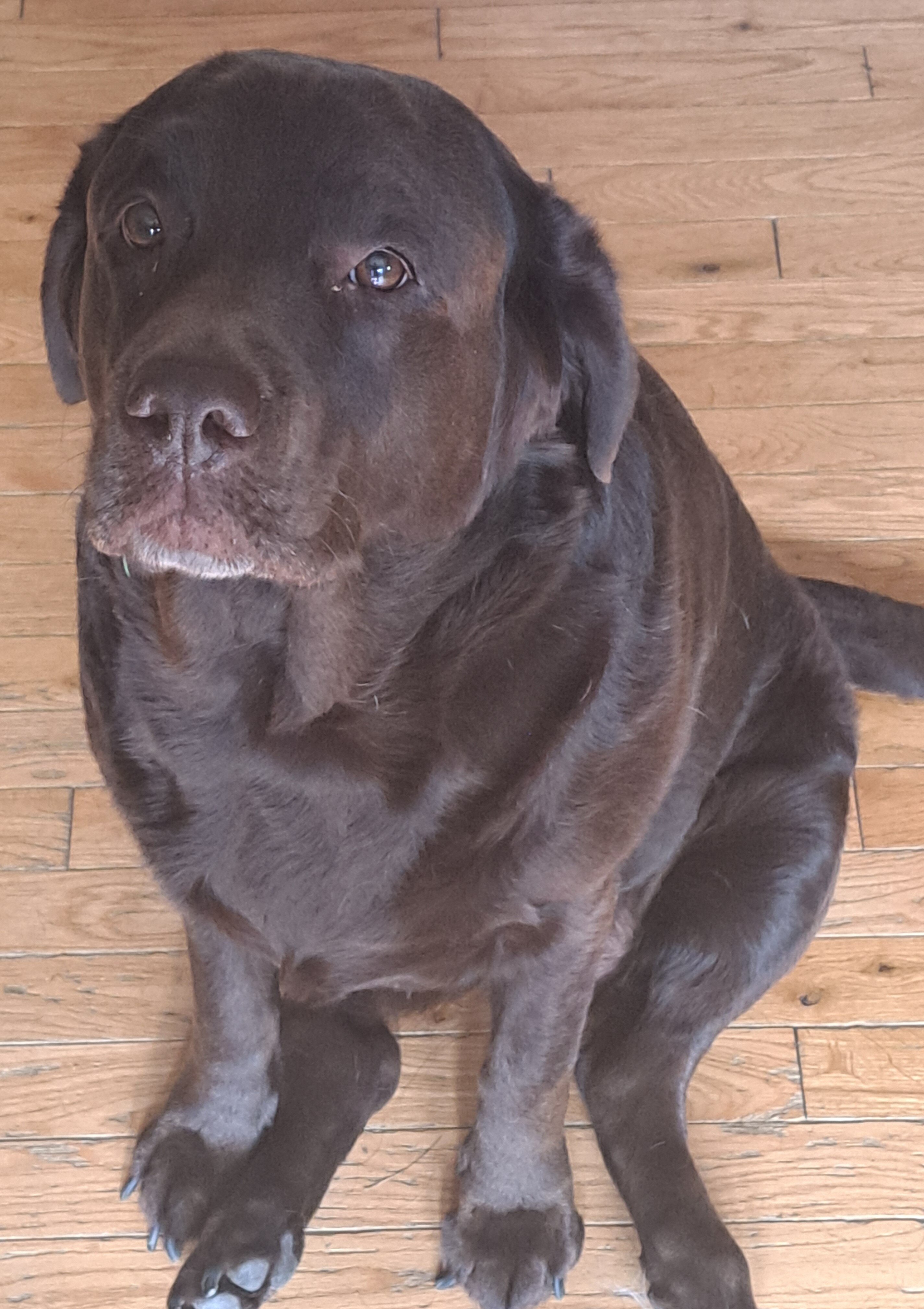Adult Labradors image 1