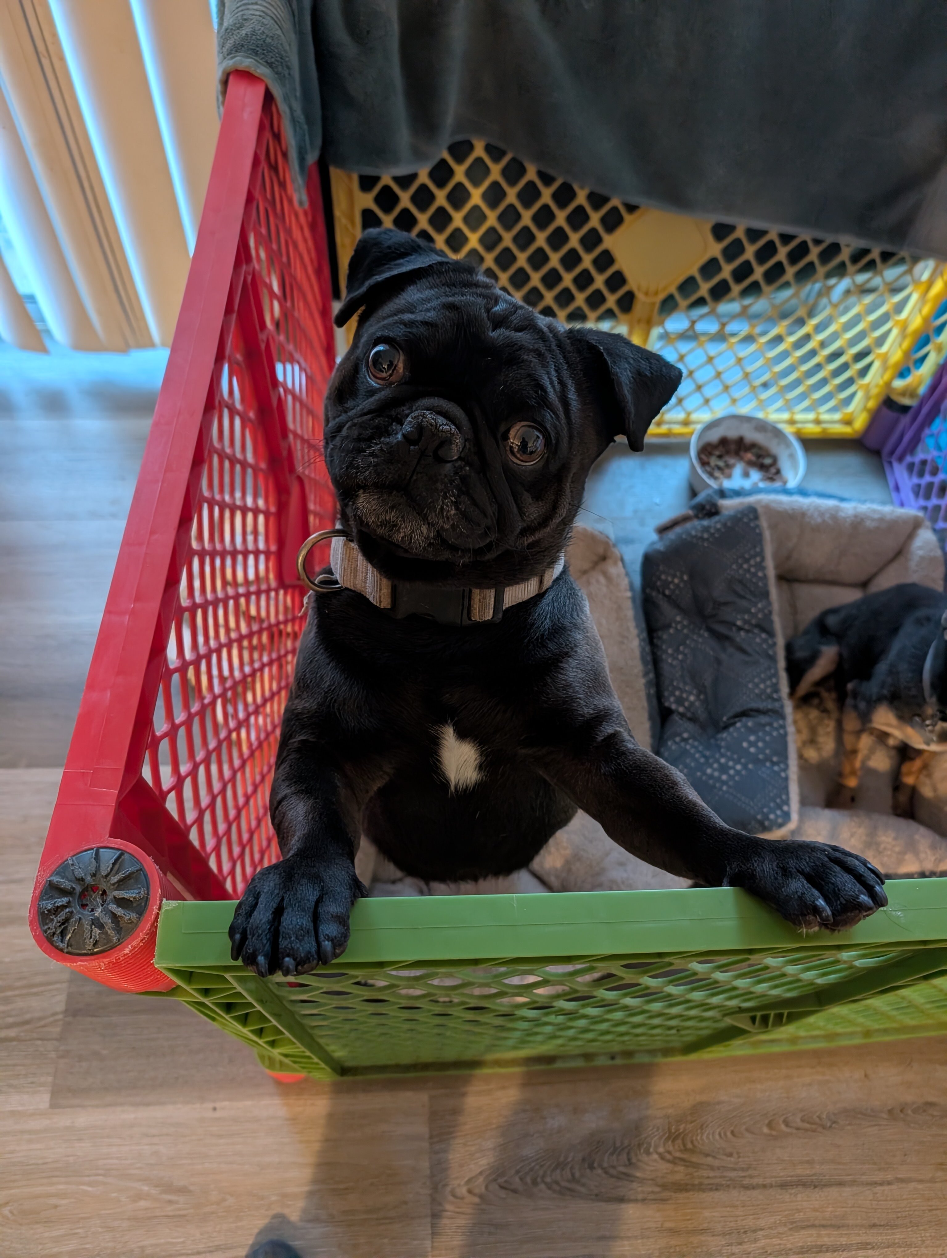 Pug image 2