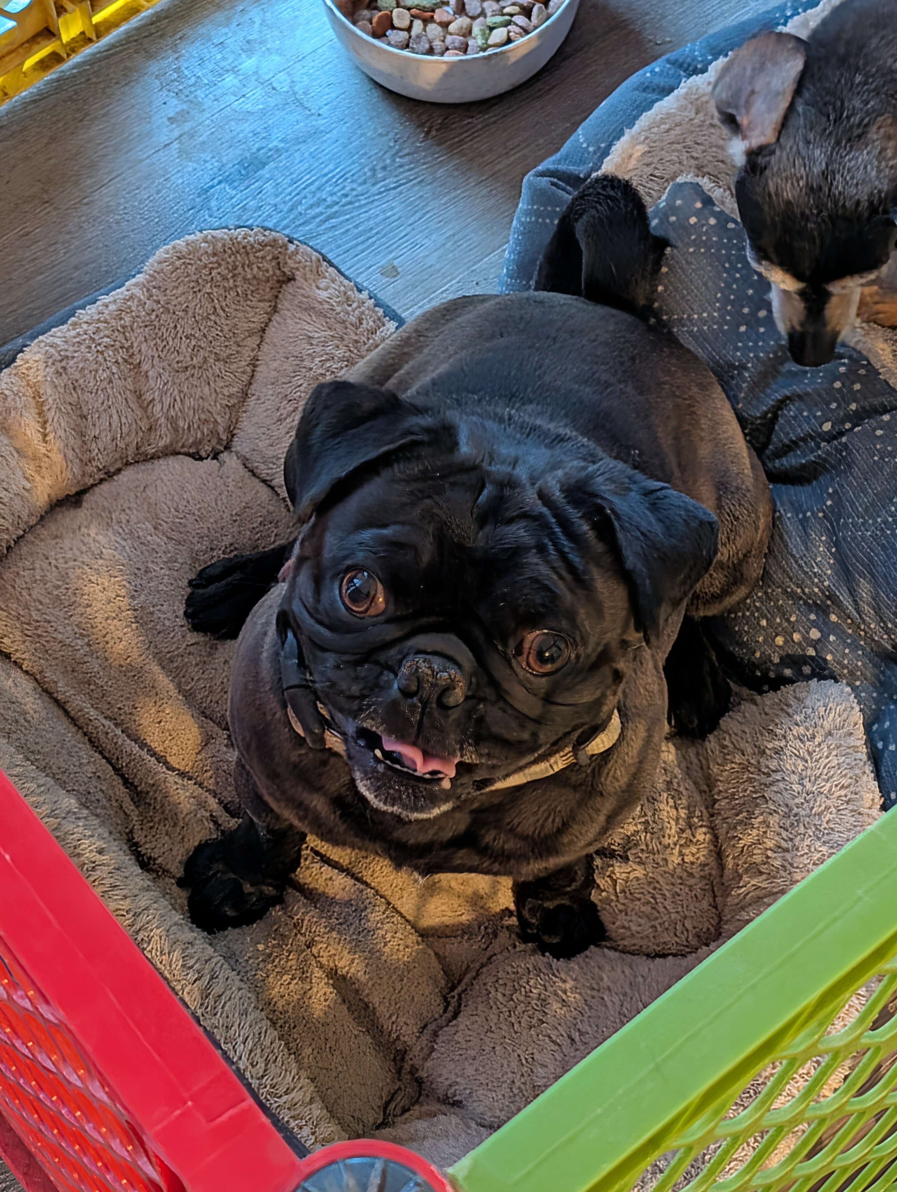 Pug image 1