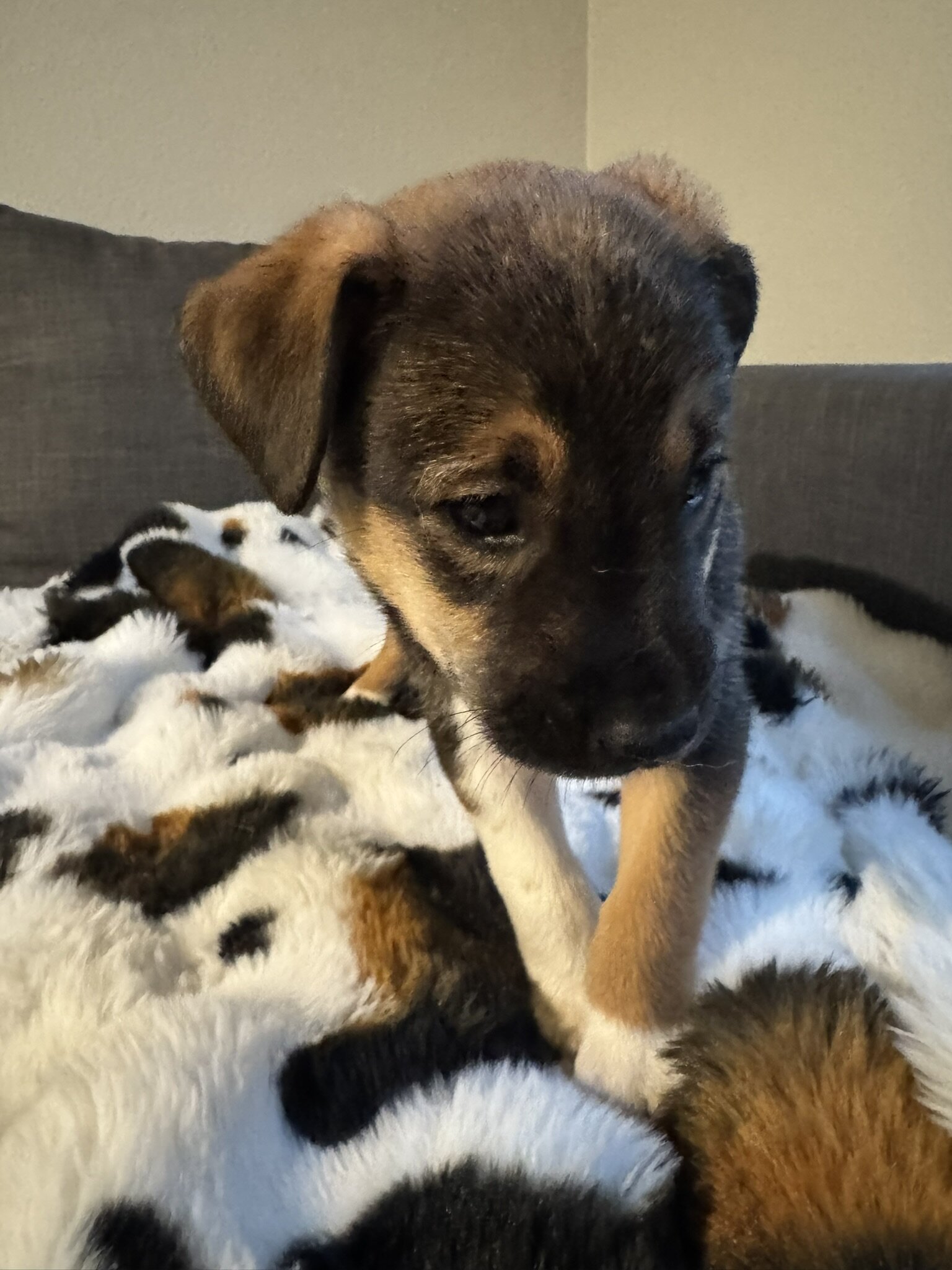 5 GSD/Blue Heeler/Malamute puppies [FREE] image 3