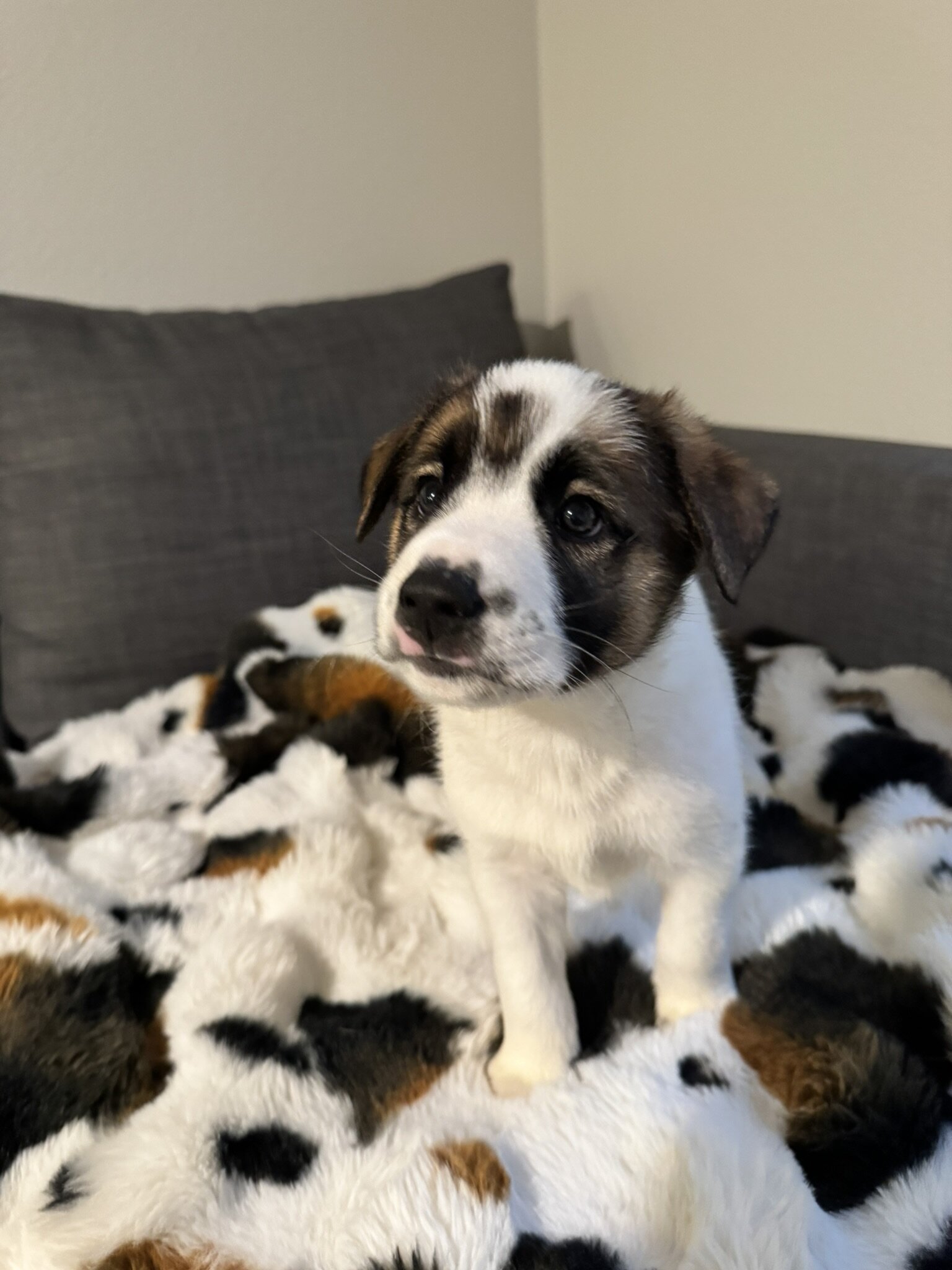 5 GSD/Blue Heeler/Malamute puppies [FREE] image 1
