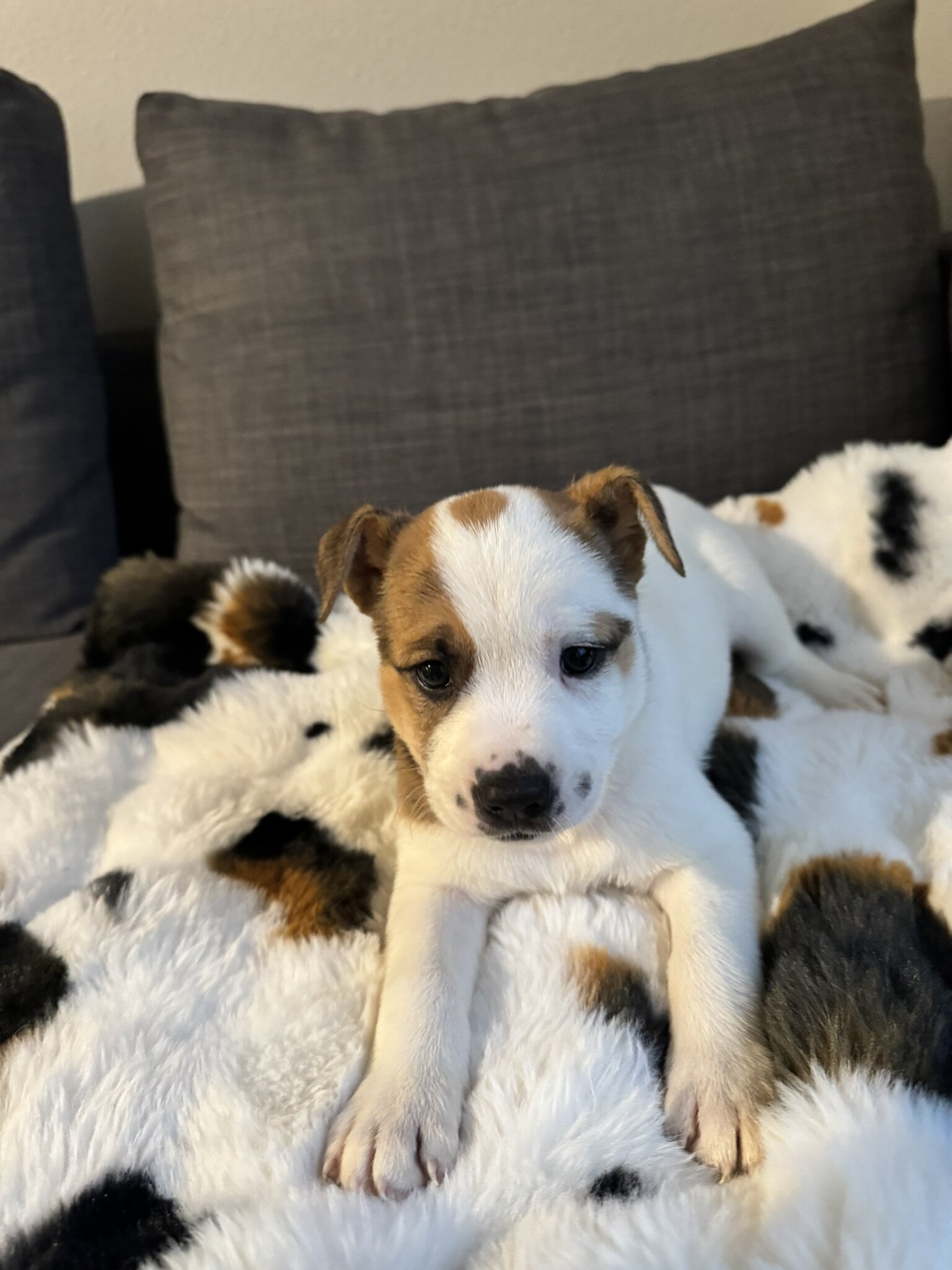 5 GSD/Blue Heeler/Malamute puppies [FREE] image 5