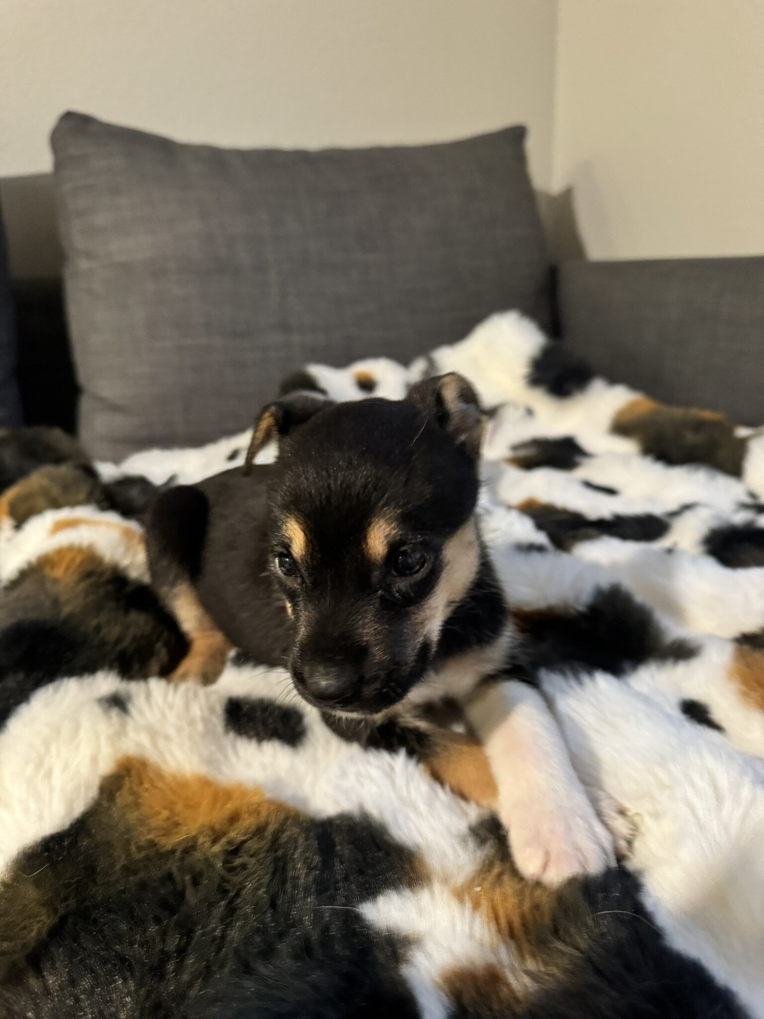 5 GSD/Blue Heeler/Malamute puppies [FREE] image 4
