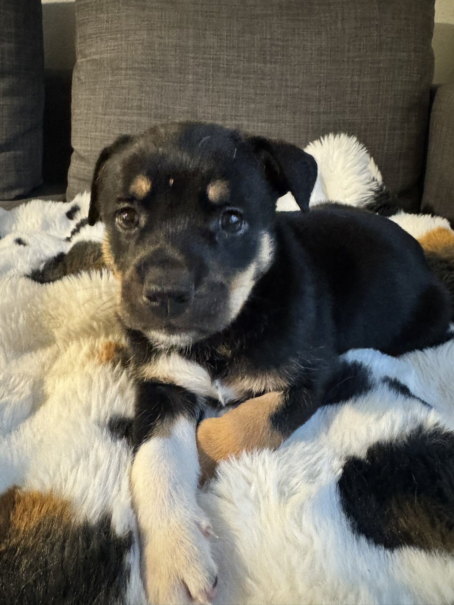 5 GSD/Blue Heeler/Malamute puppies [FREE] image 2