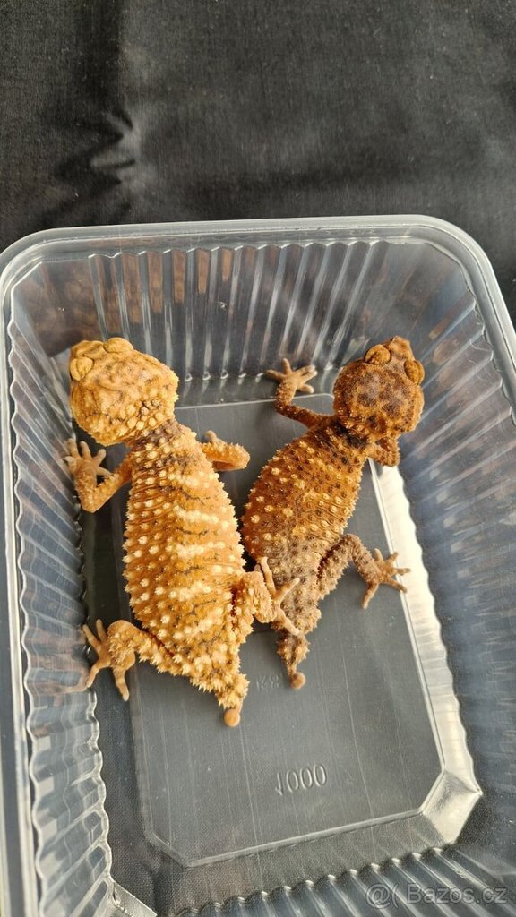 Geckos image 1