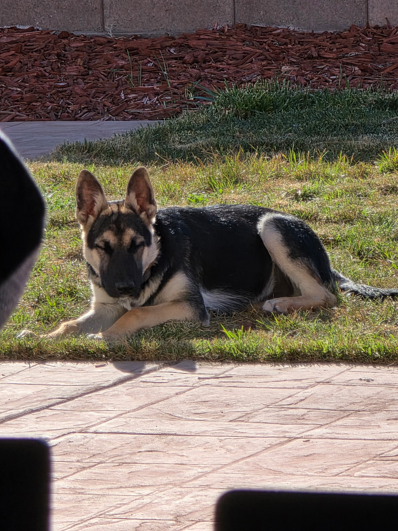 7 month old German Shepherd image 1