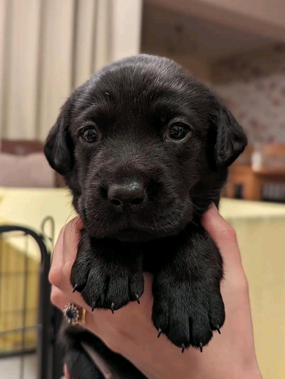 Labrador puppy image 1