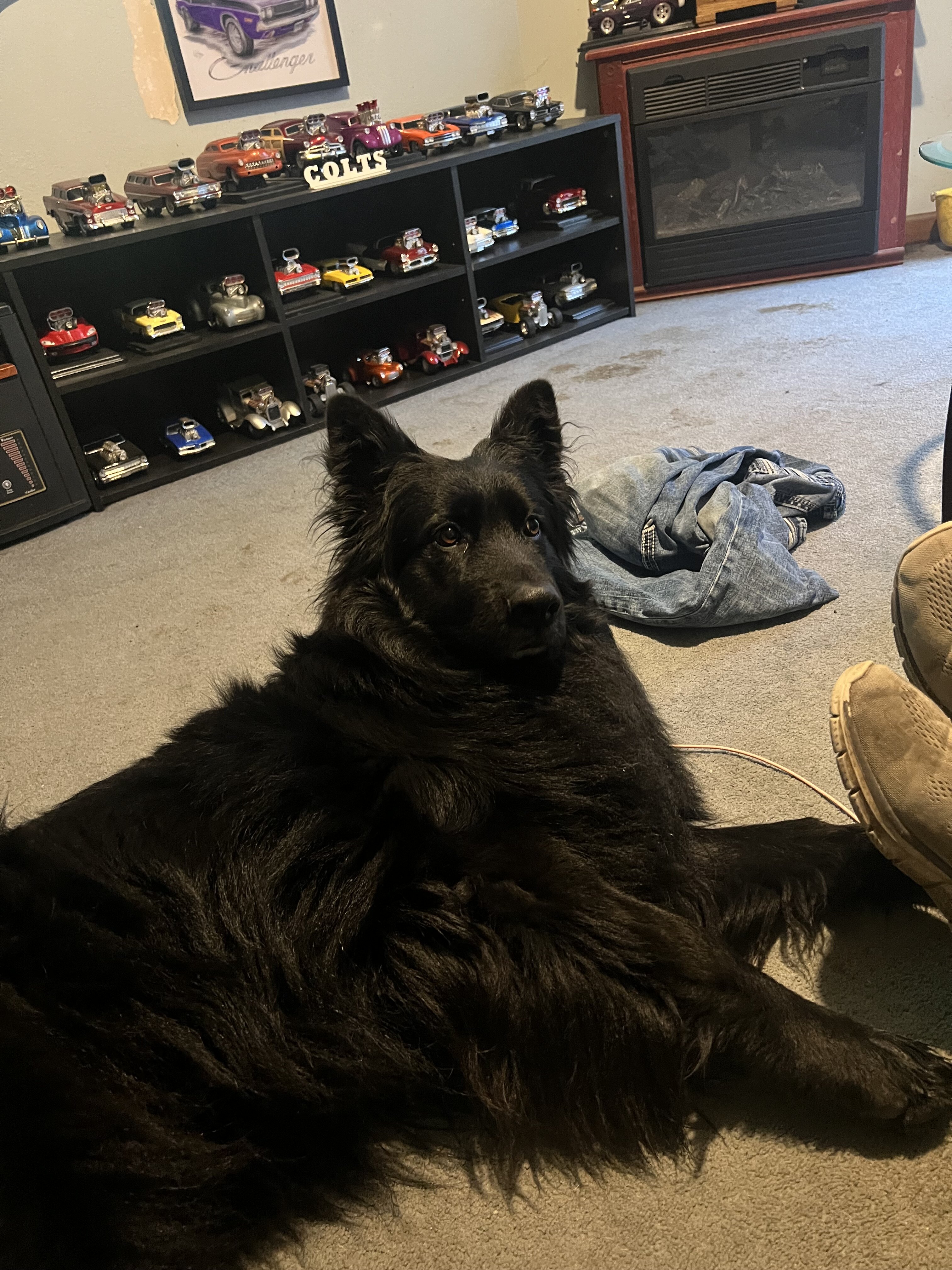 Stud services akc black long hair German shep. image 2