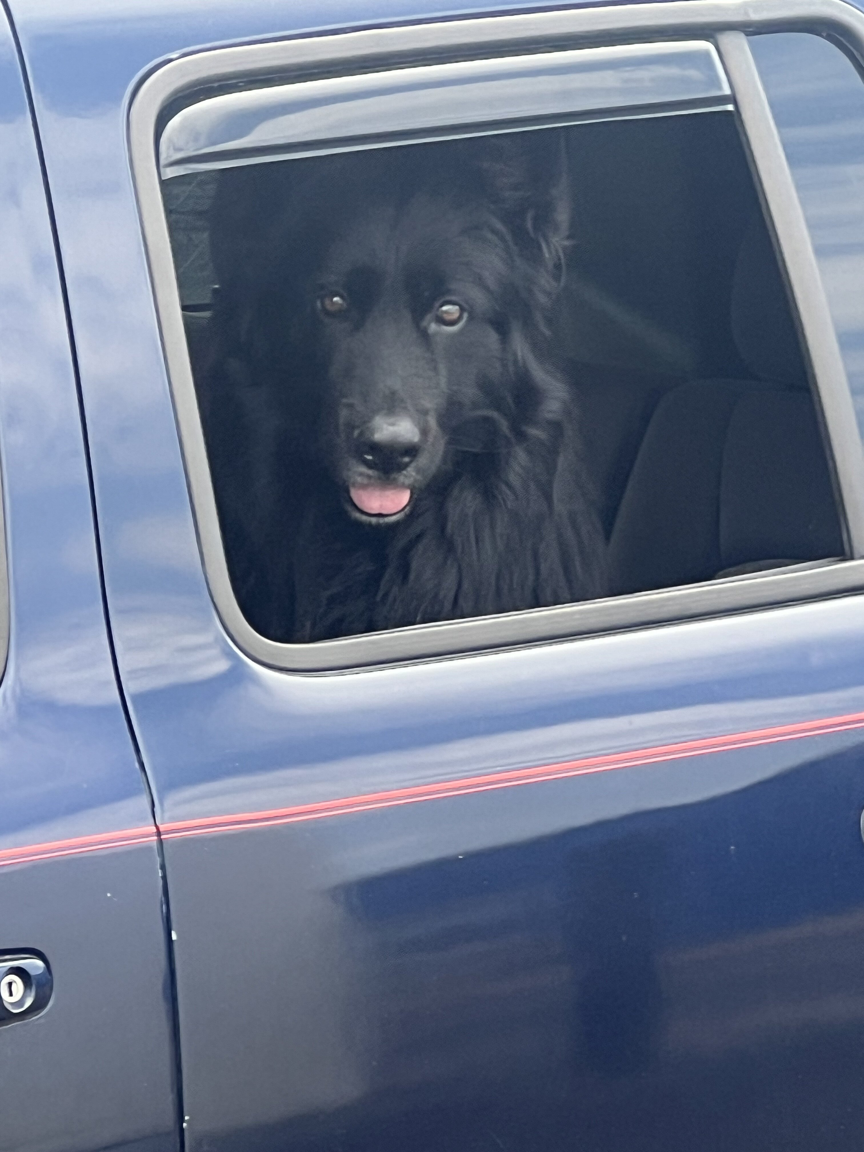Stud services akc black long hair German shep. image 1