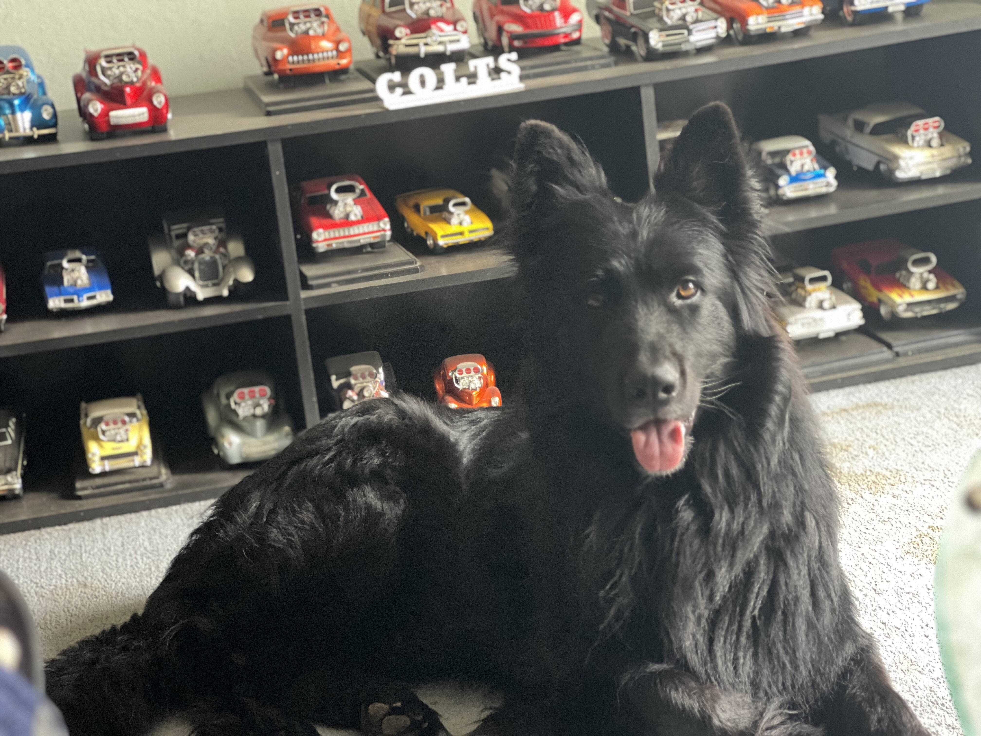 Stud services akc black long hair German shep. image 4