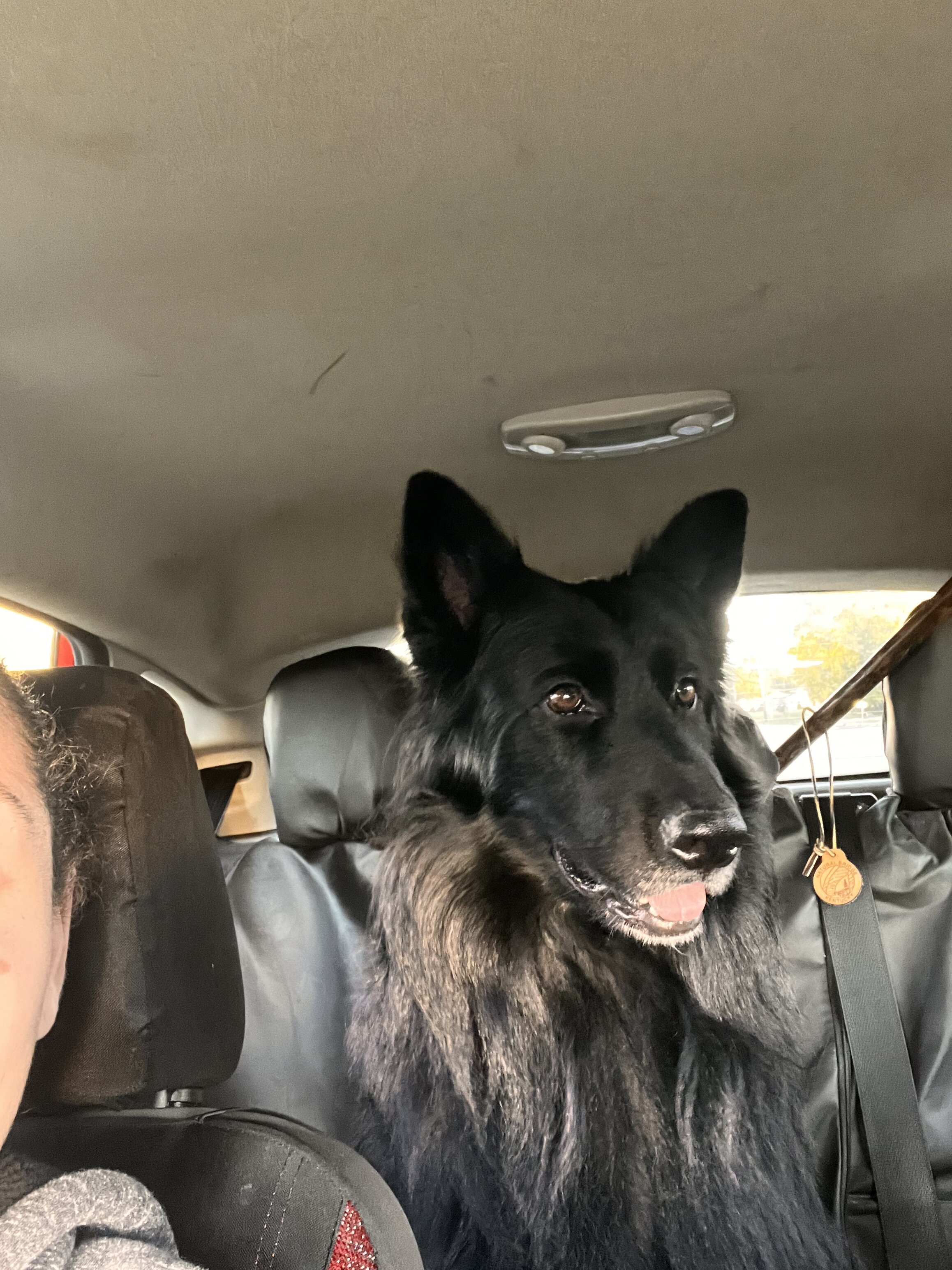 Stud services akc black long hair German shep. image 3