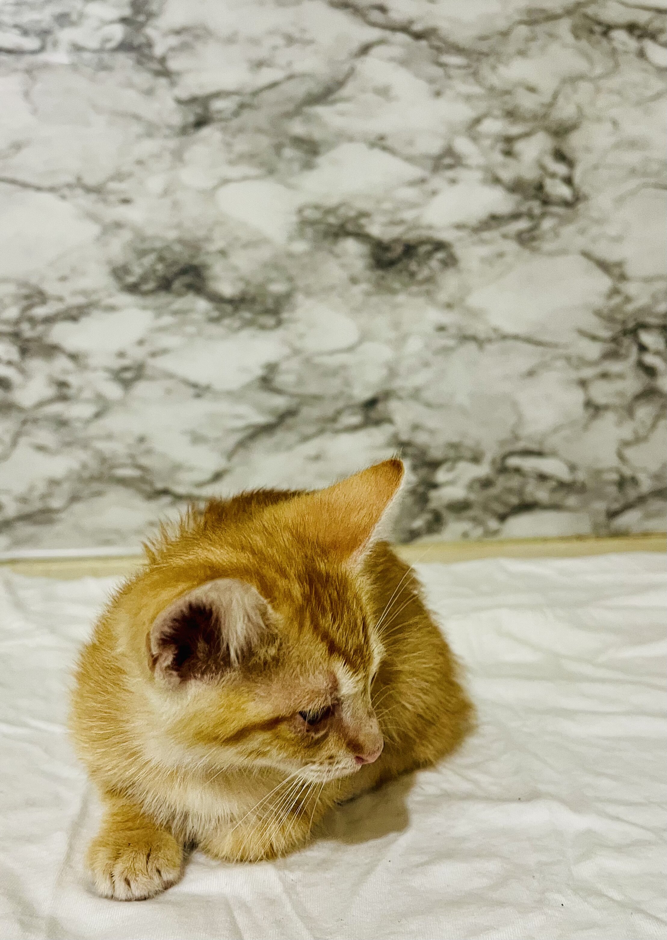 Free kittens to loving home image 2