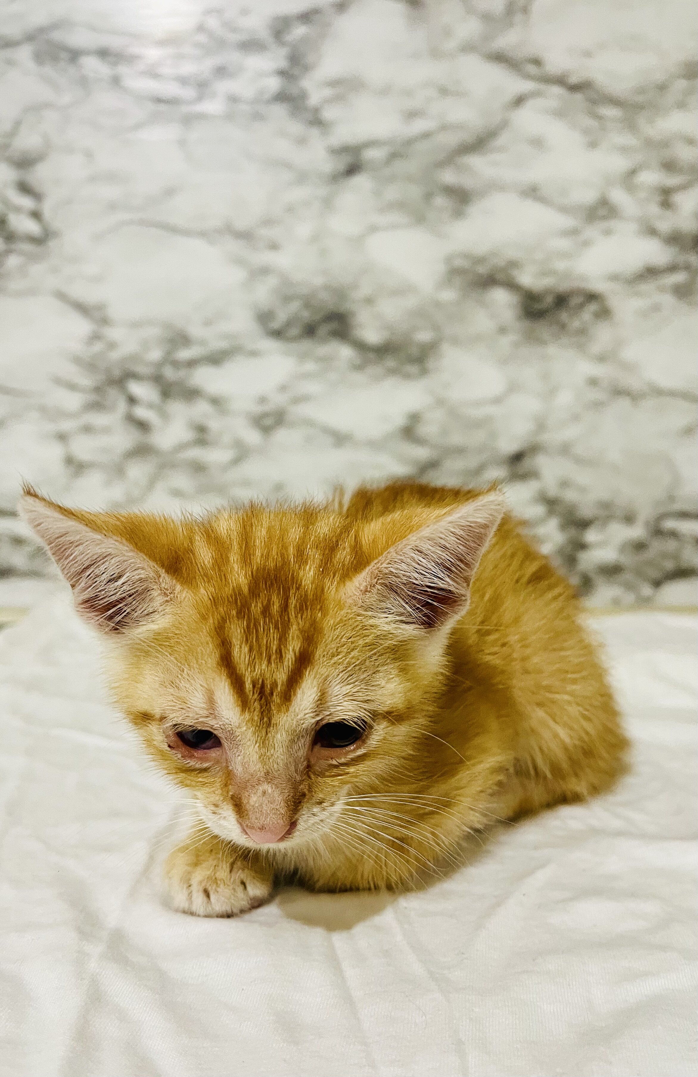 Free kittens to loving home image 3