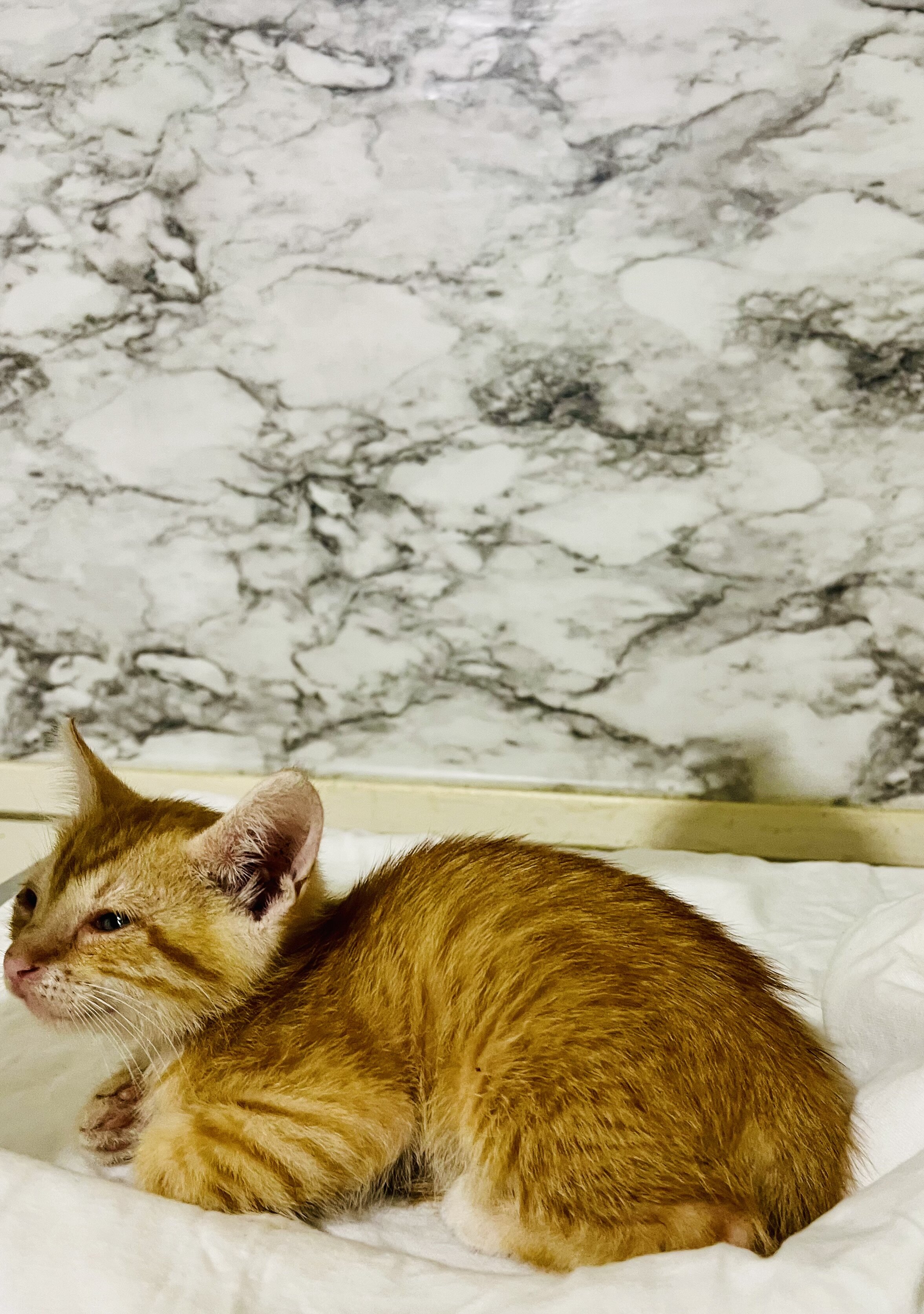 Free kittens to loving home image 1