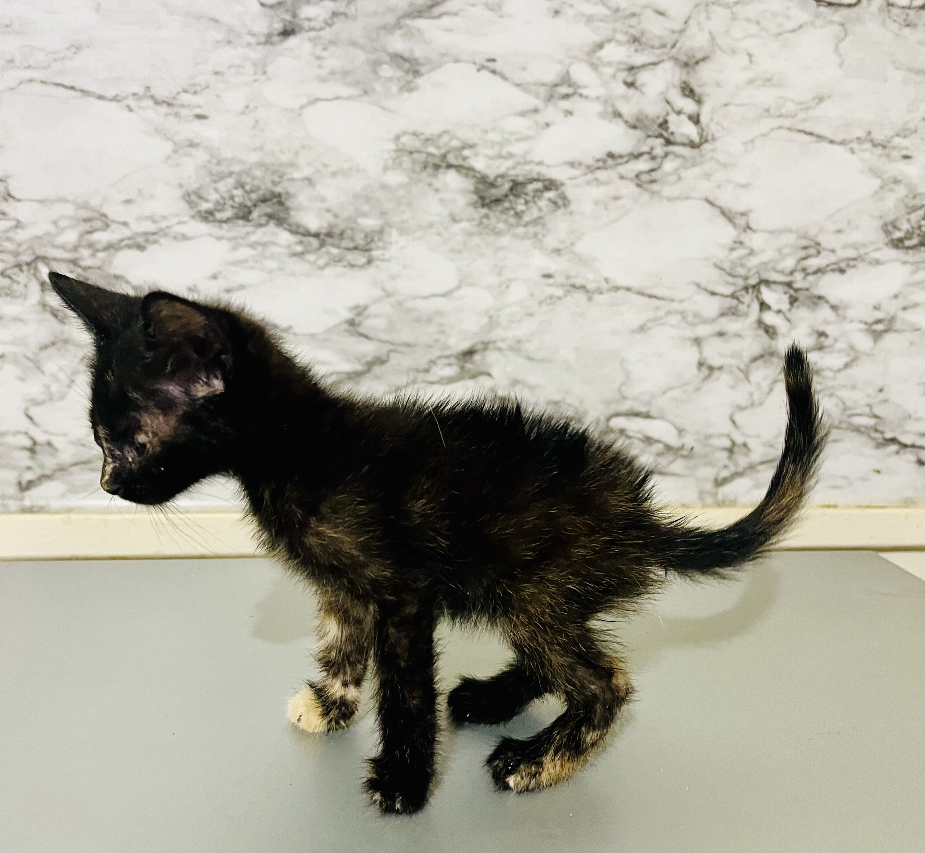 Free kittens to loving home image 5
