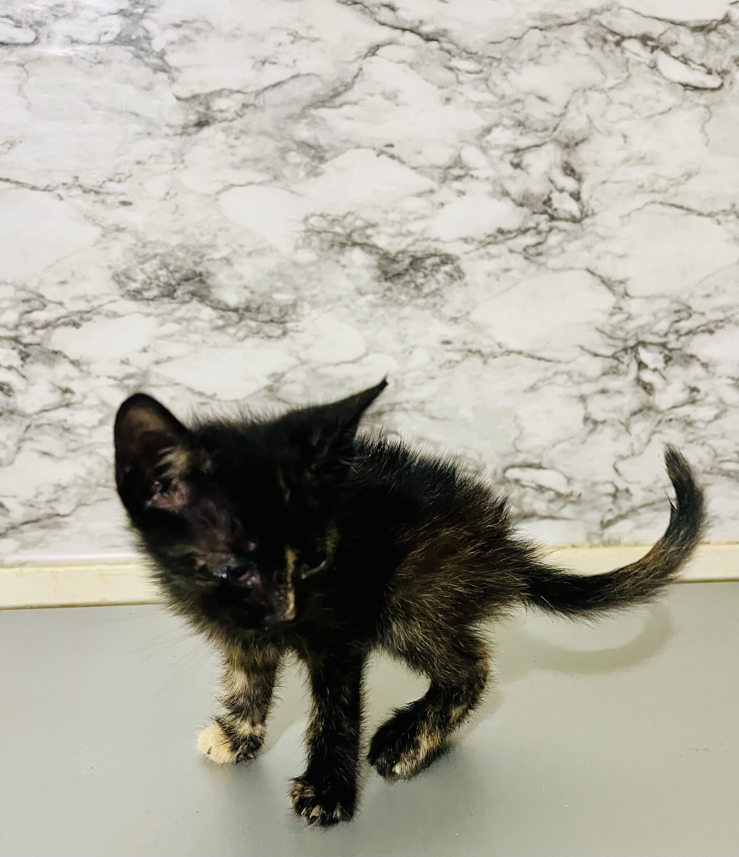 Free kittens to loving home image 4