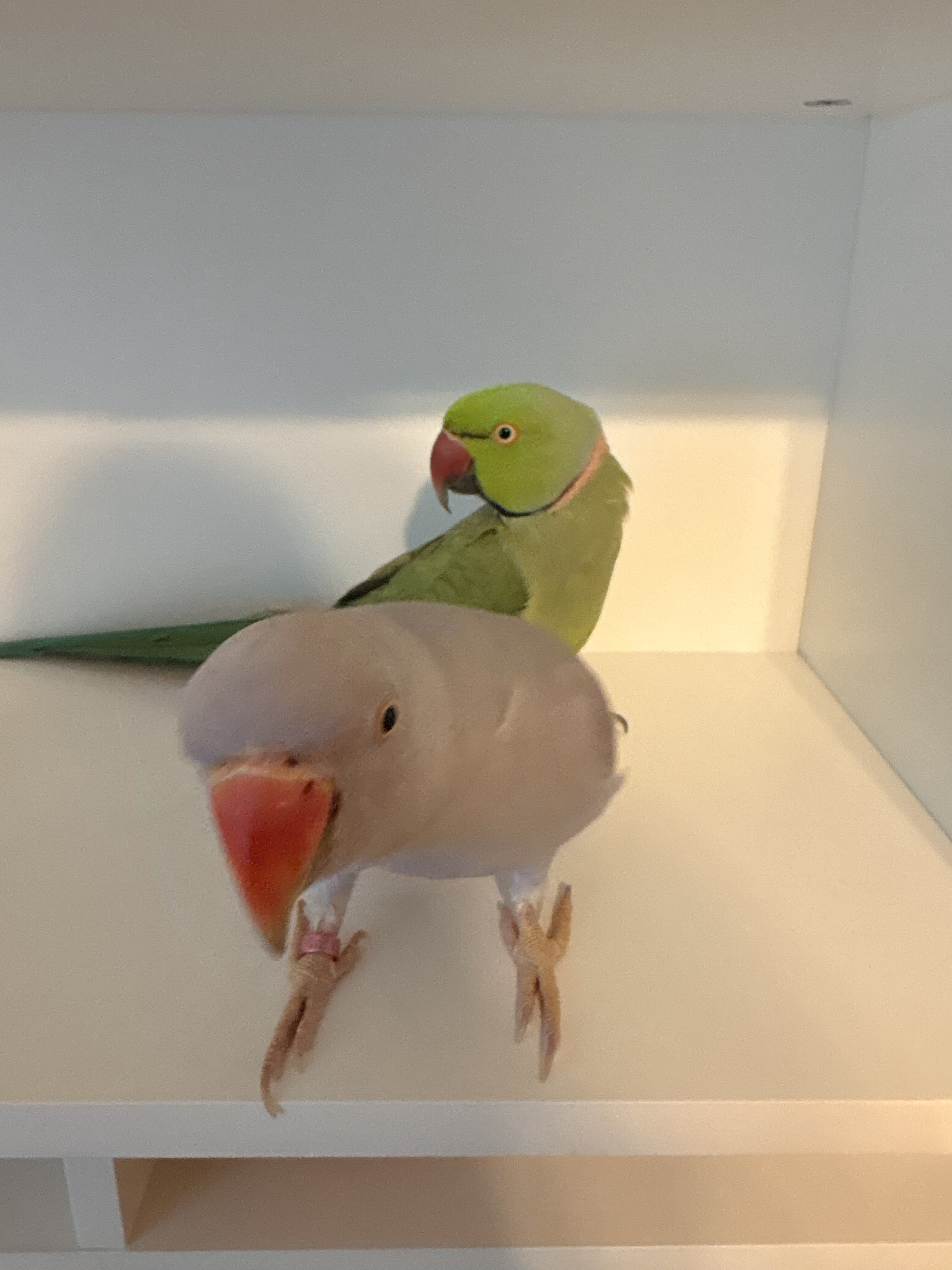 Indian Ringneck pair image 1