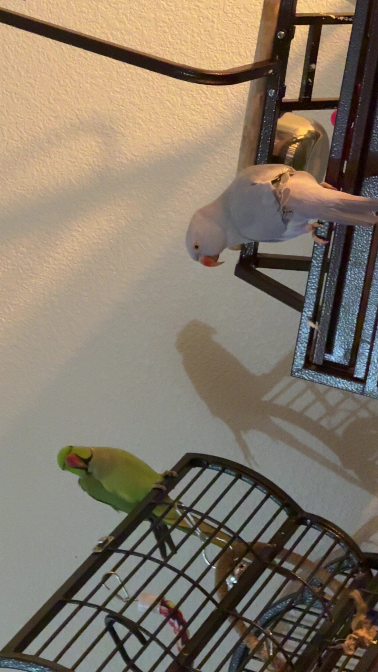 Indian Ringneck pair image 2