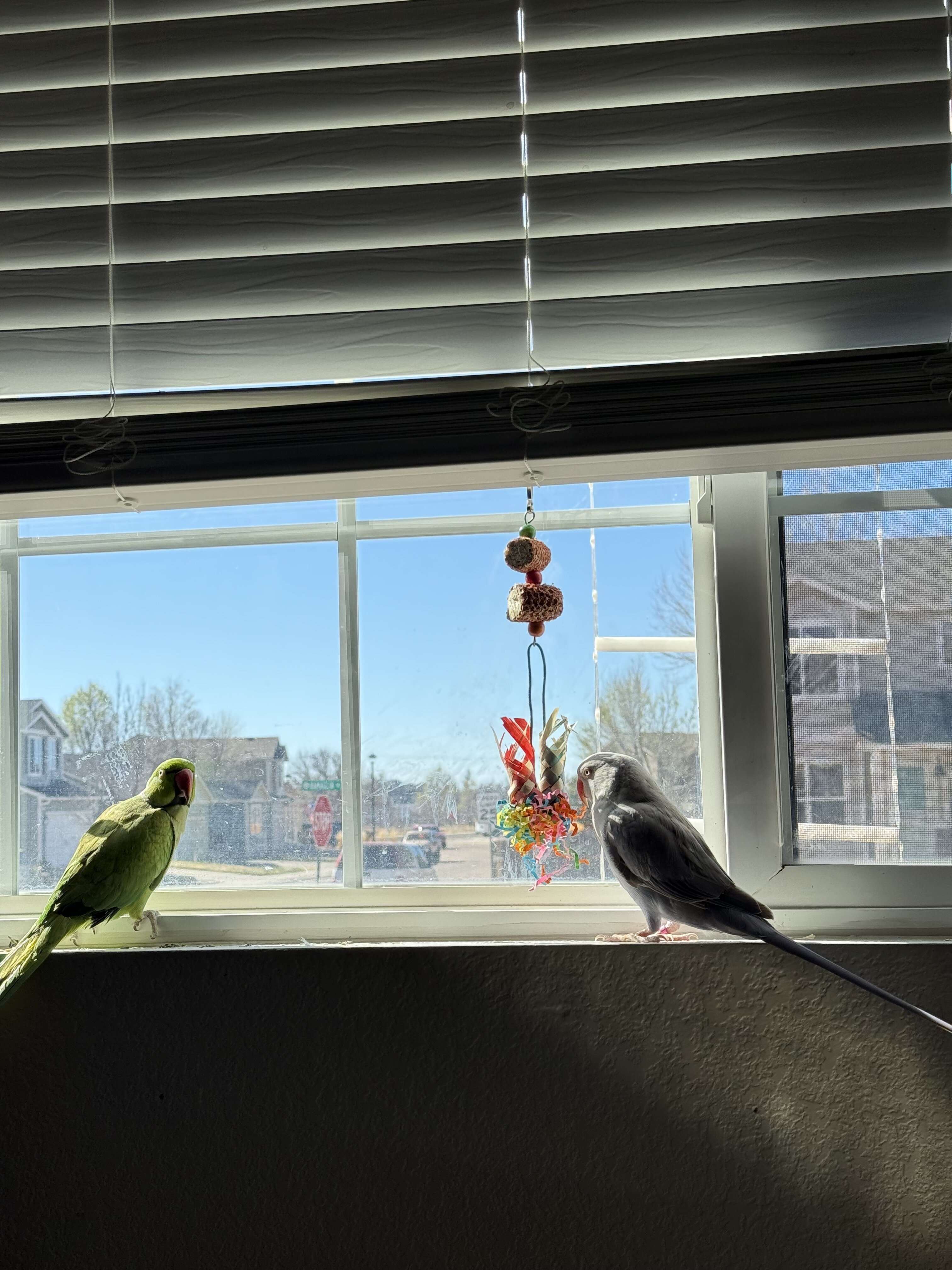 Indian Ringneck pair image 3