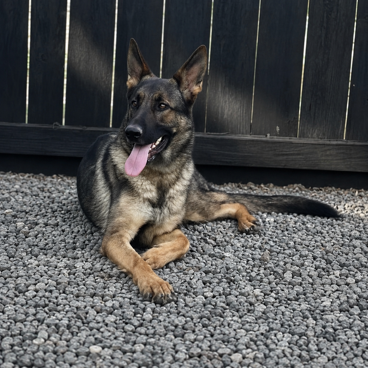 Akc Reg German Shepherd Puppies image 7