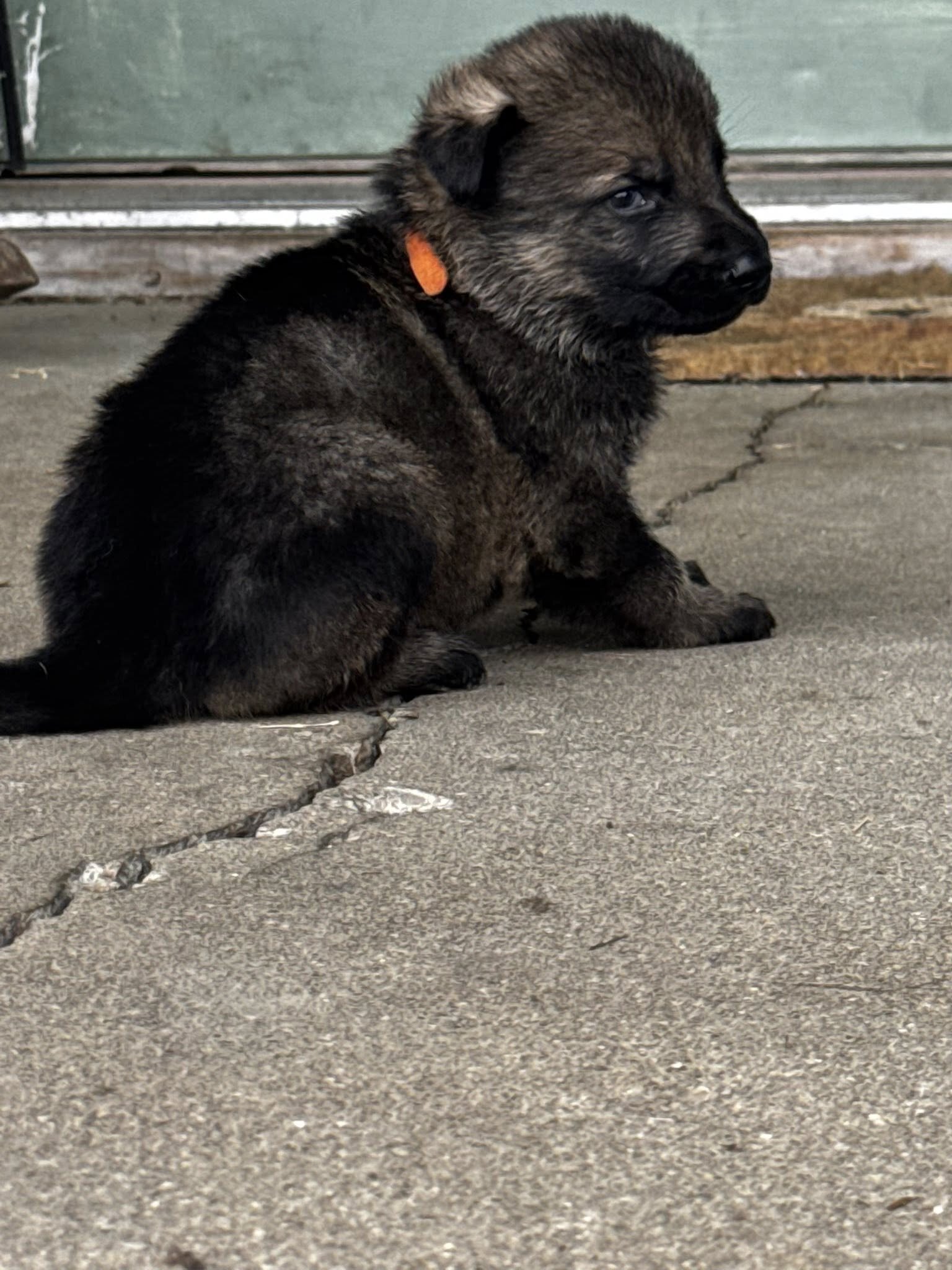 Akc Reg German Shepherd Puppies image 4