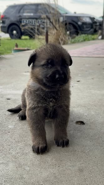 Akc Reg German Shepherd Puppies image 5