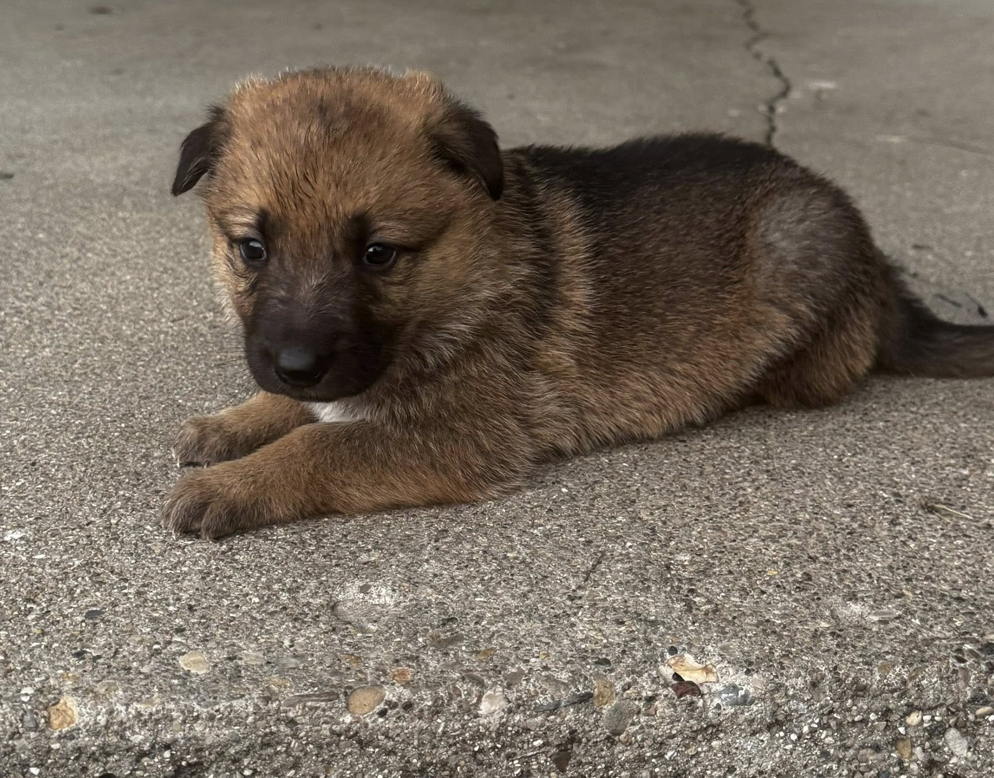 Akc Reg German Shepherd Puppies image 3