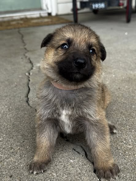 Akc Reg German Shepherd Puppies image 2