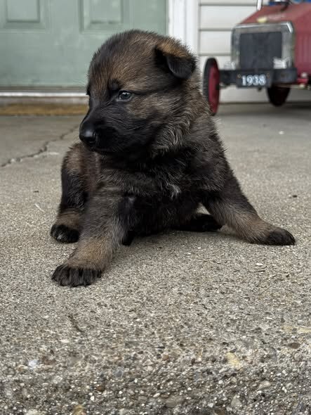 Akc Reg German Shepherd Puppies image 6