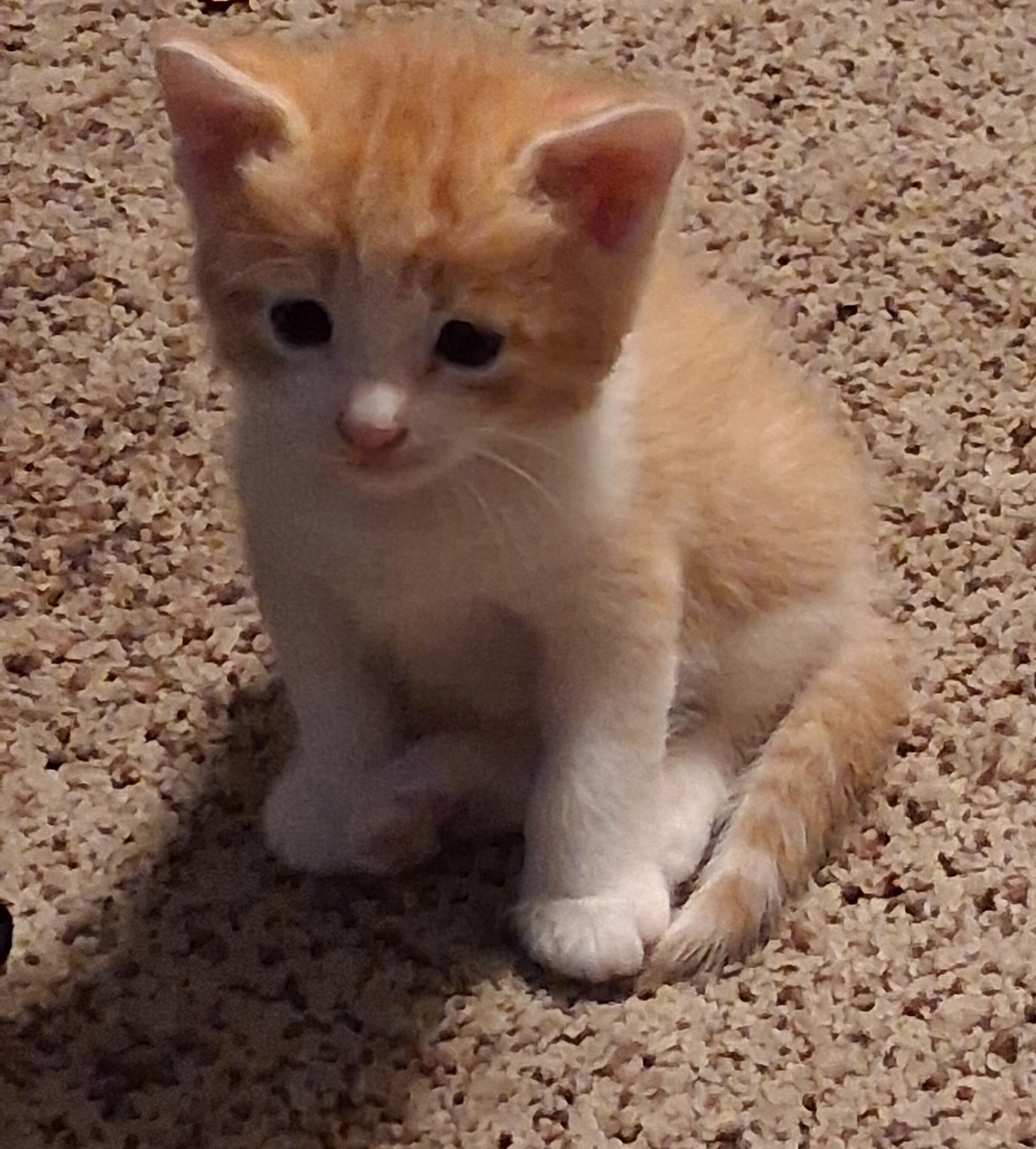 Kittens trained with owners manuals!! image 1