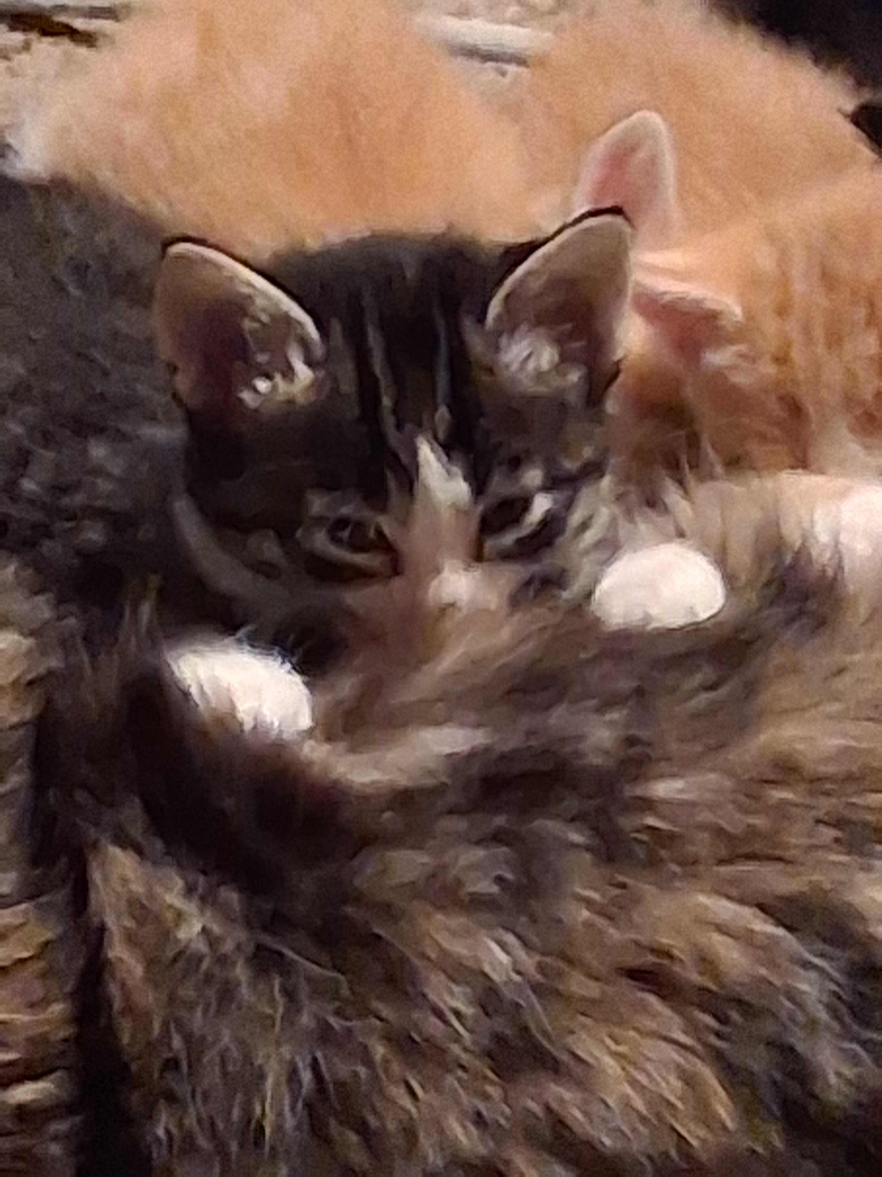 Kittens trained with owners manuals!! image 3