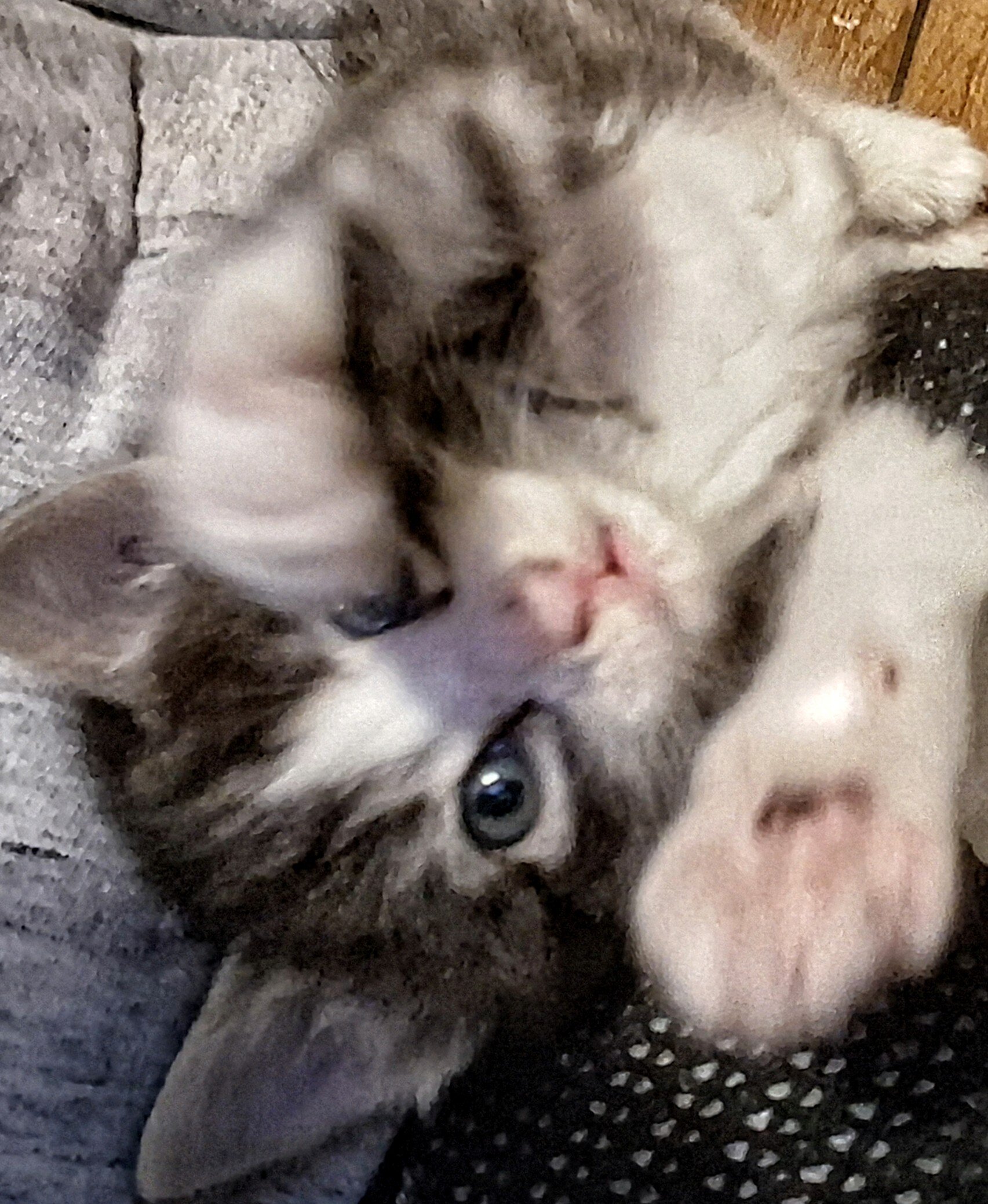 Kittens trained with owners manuals!! image 4