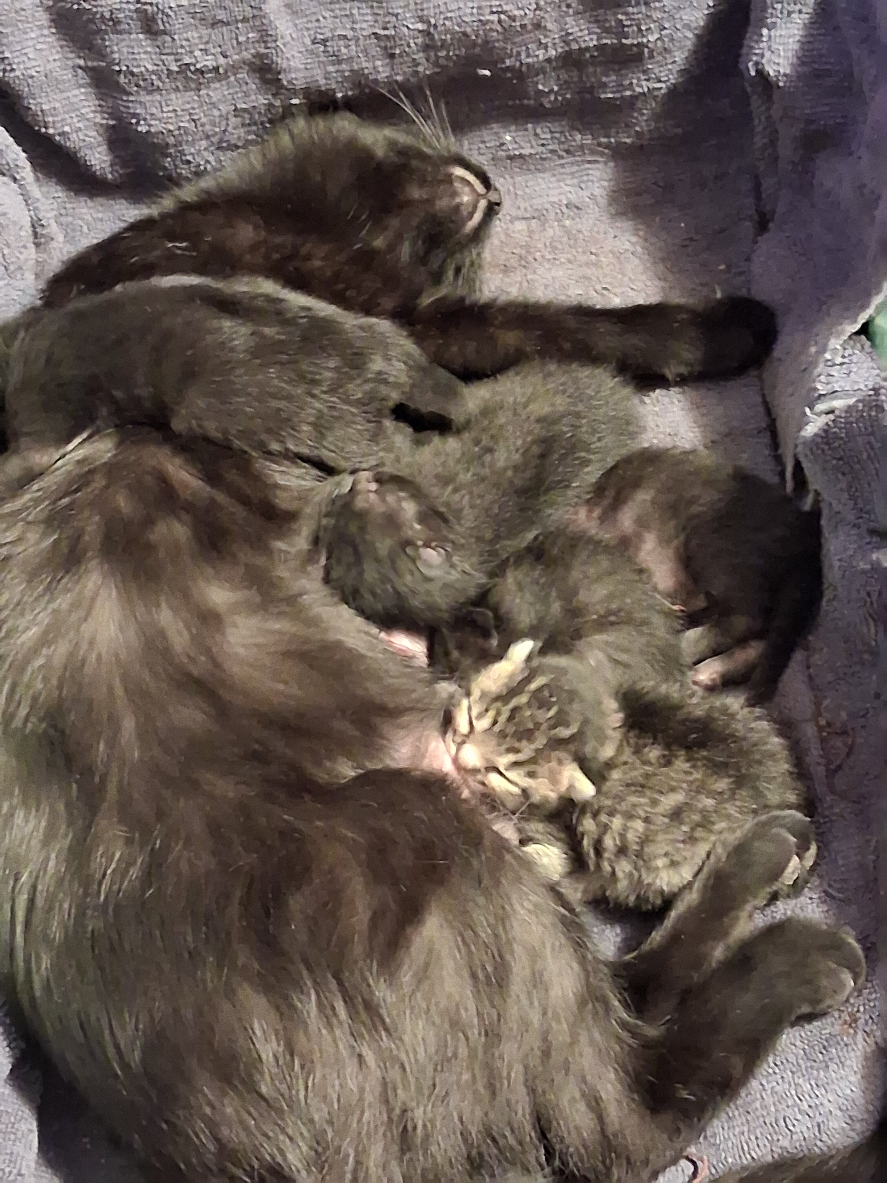 Kittens trained with owners manuals!! image 2
