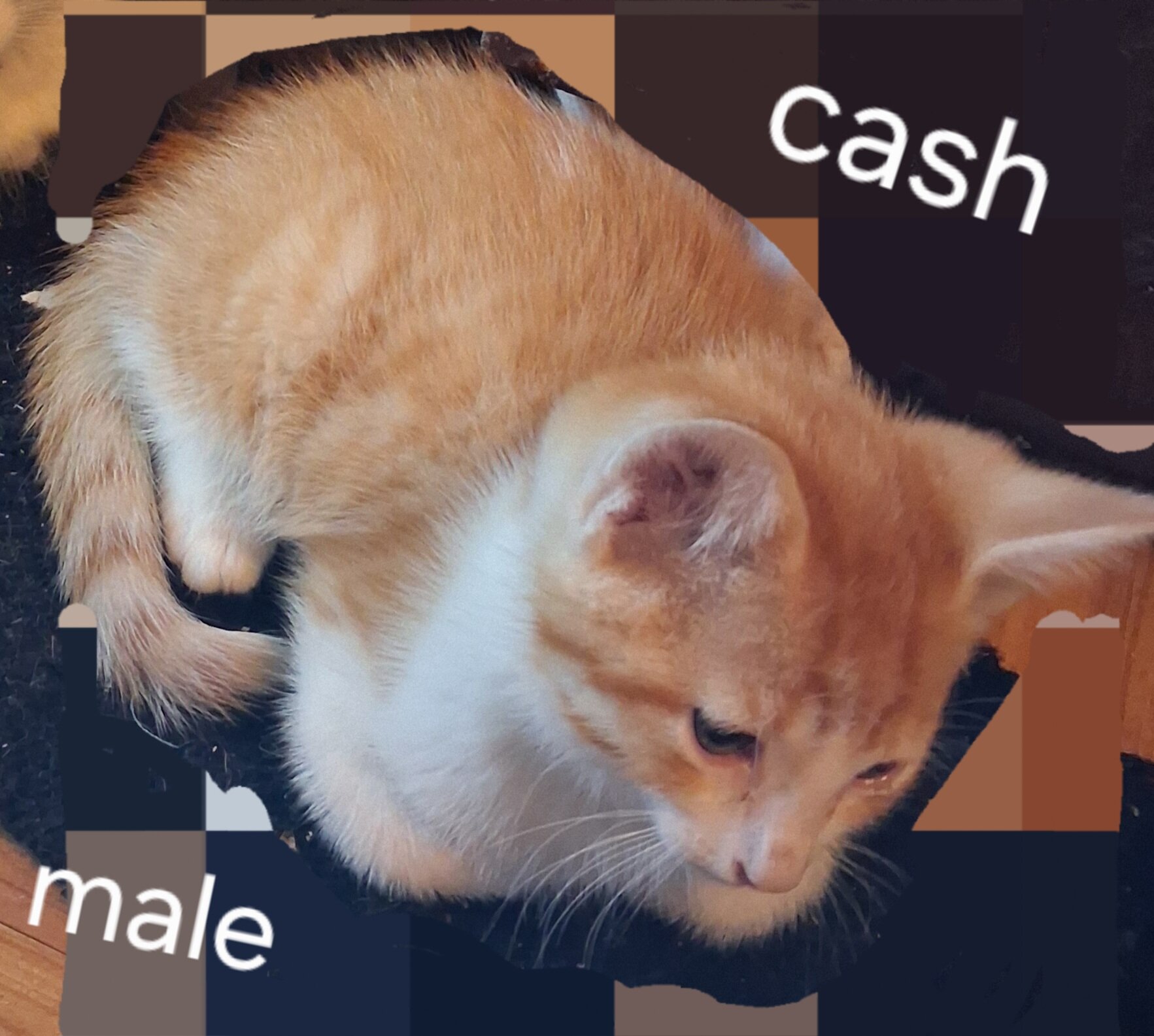 Kittens trained with owners manuals!! image 5