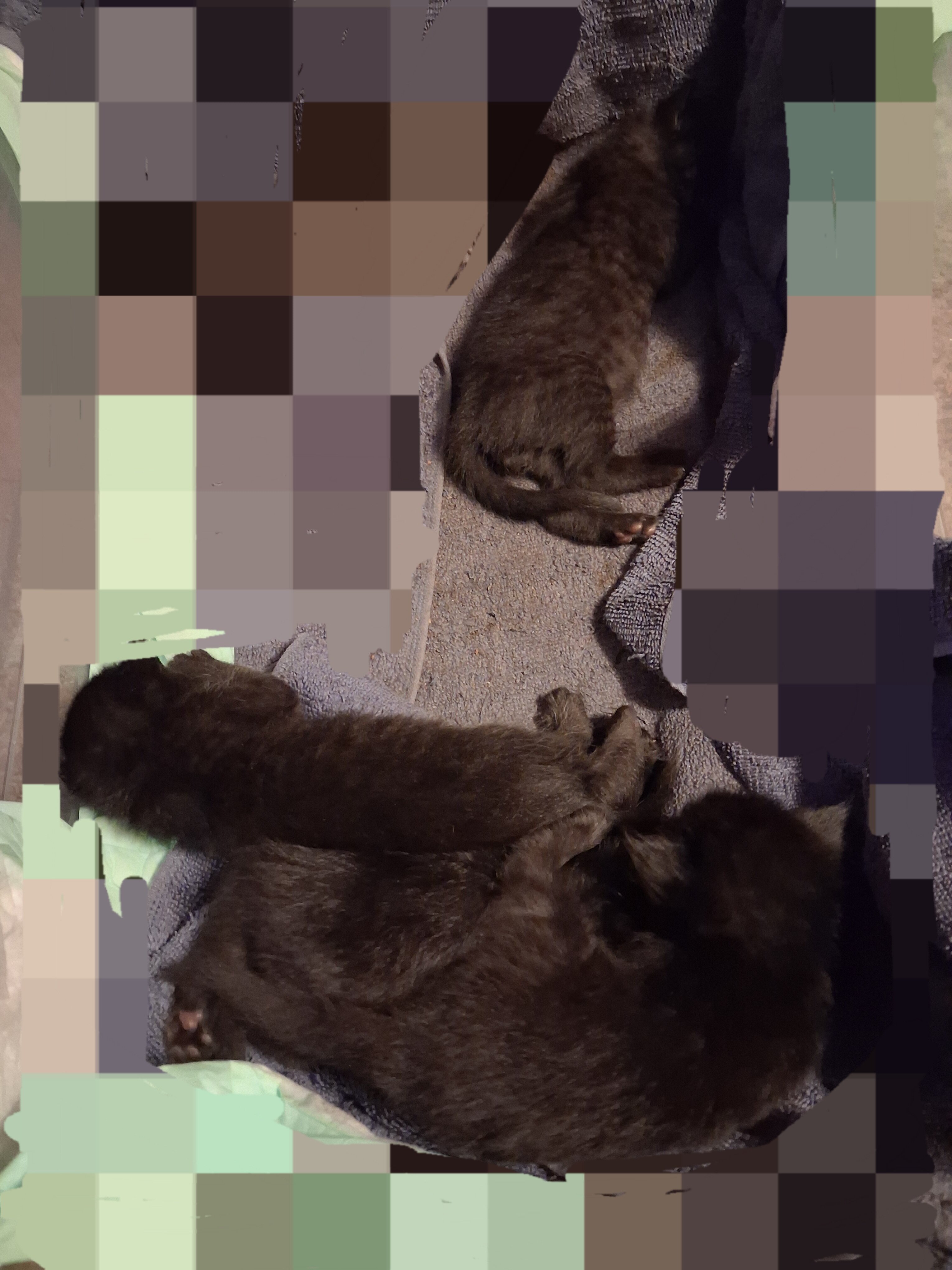 Kittens trained with owners manuals!! image 6