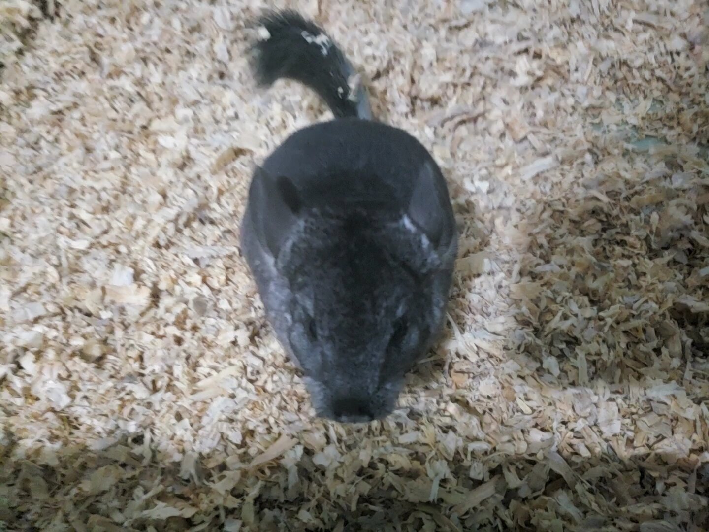 Female chinchilla gray image 5