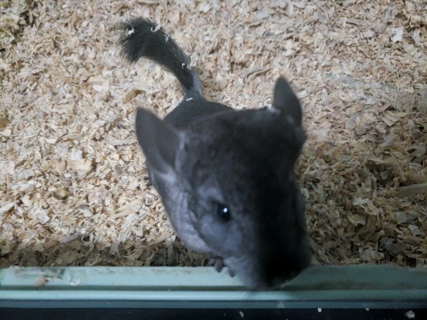 Female chinchilla gray image 1