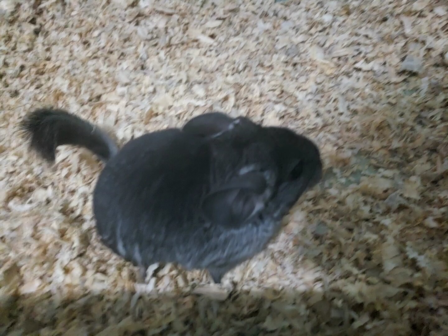 Female chinchilla gray image 2