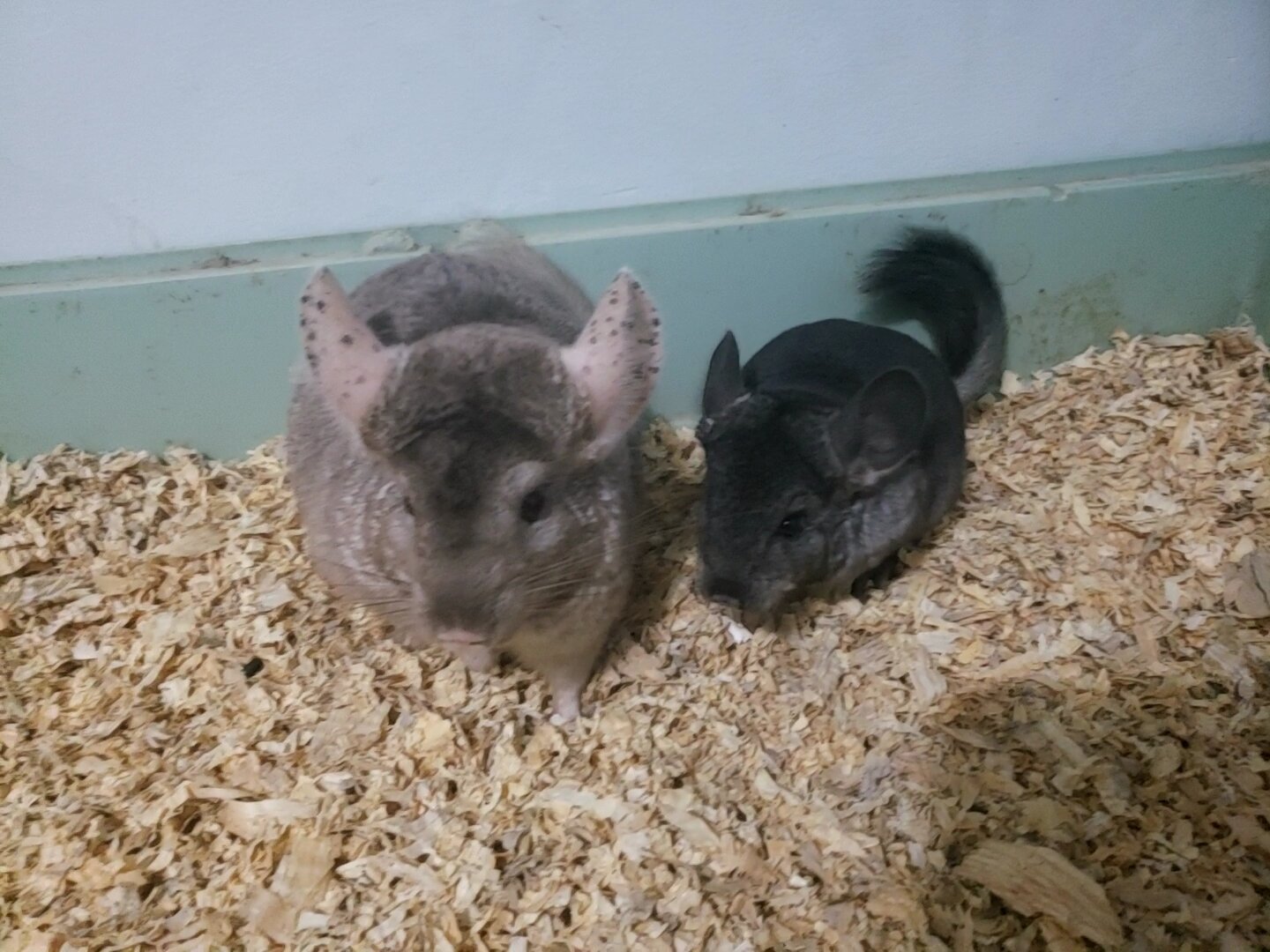 Female chinchilla gray image 3