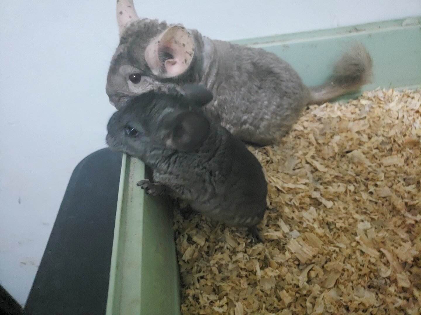 Female chinchilla gray image 4