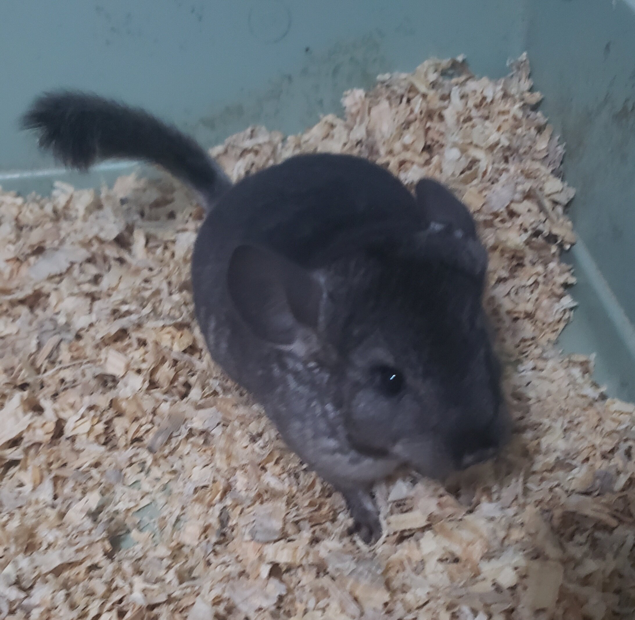 Female chinchilla gray image 6