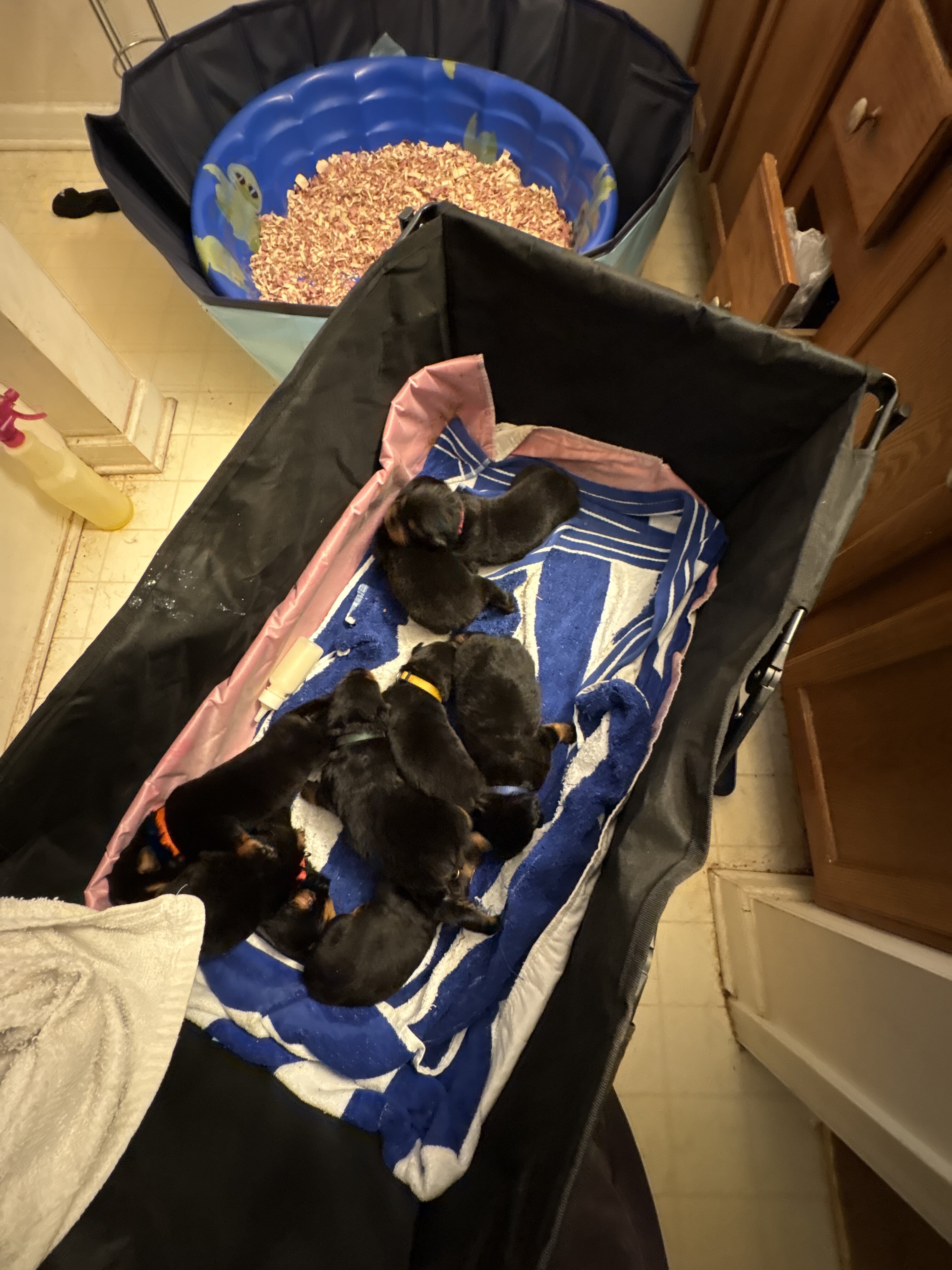 Rottweiler puppies image 1