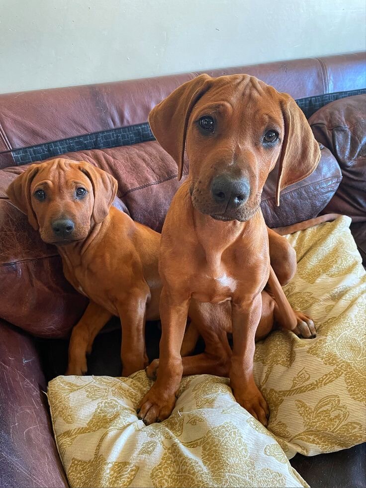 Rhodesian Ridgeback Puppies image 1