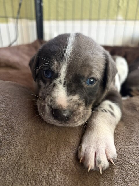Catahoula Puppy Litter image 7