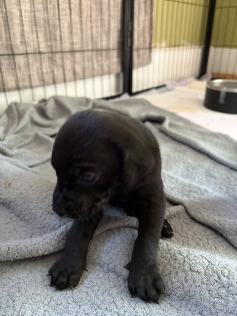 Catahoula Puppy Litter image 3