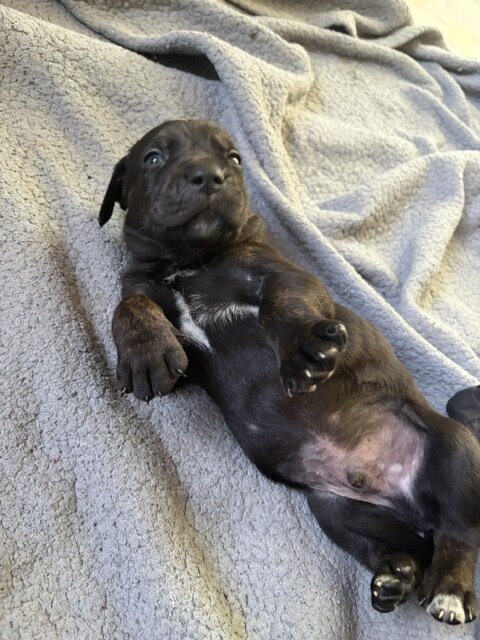 Catahoula Puppy Litter image 5