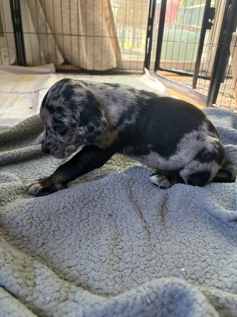 Catahoula Puppy Litter image 6